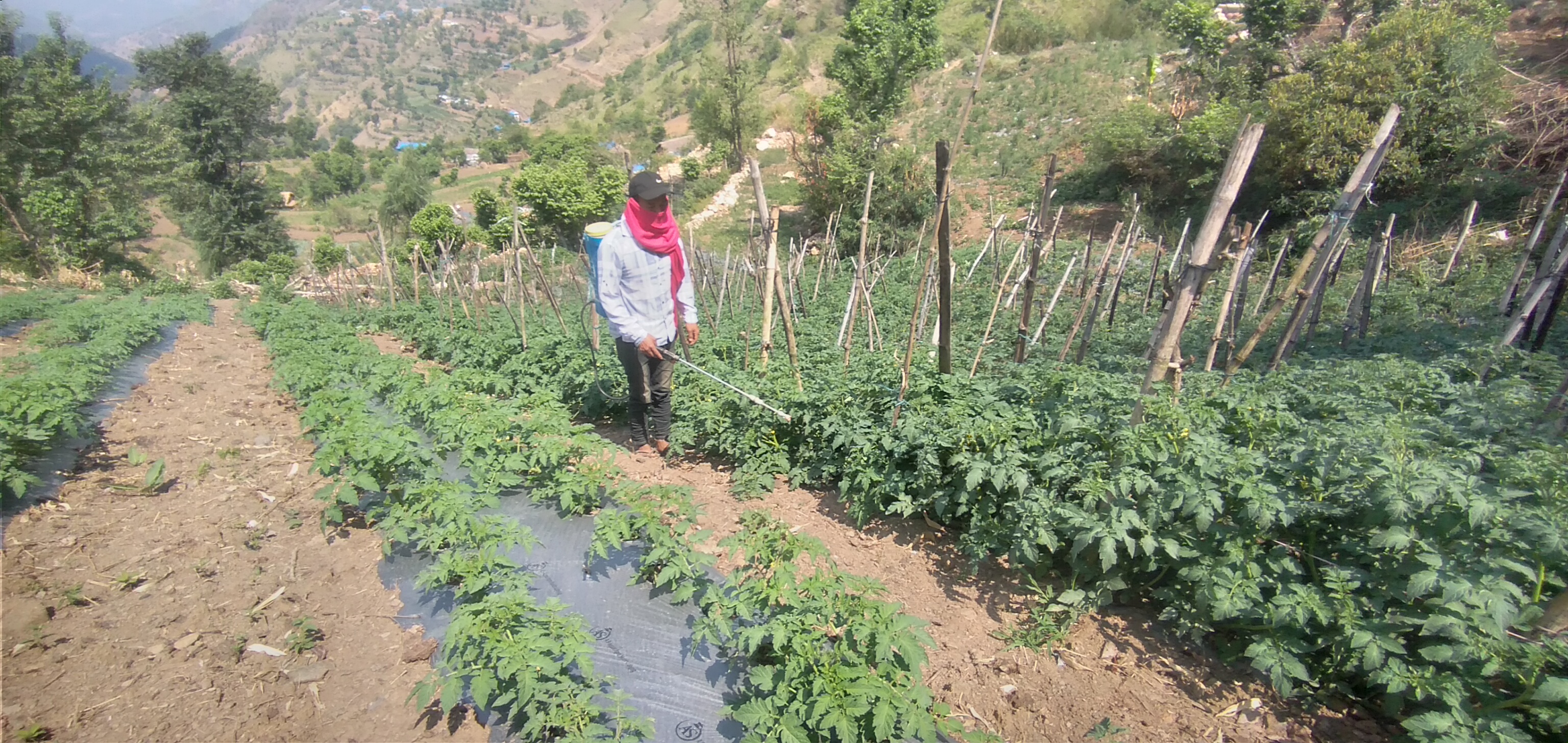Vegetable farming changes family living status
