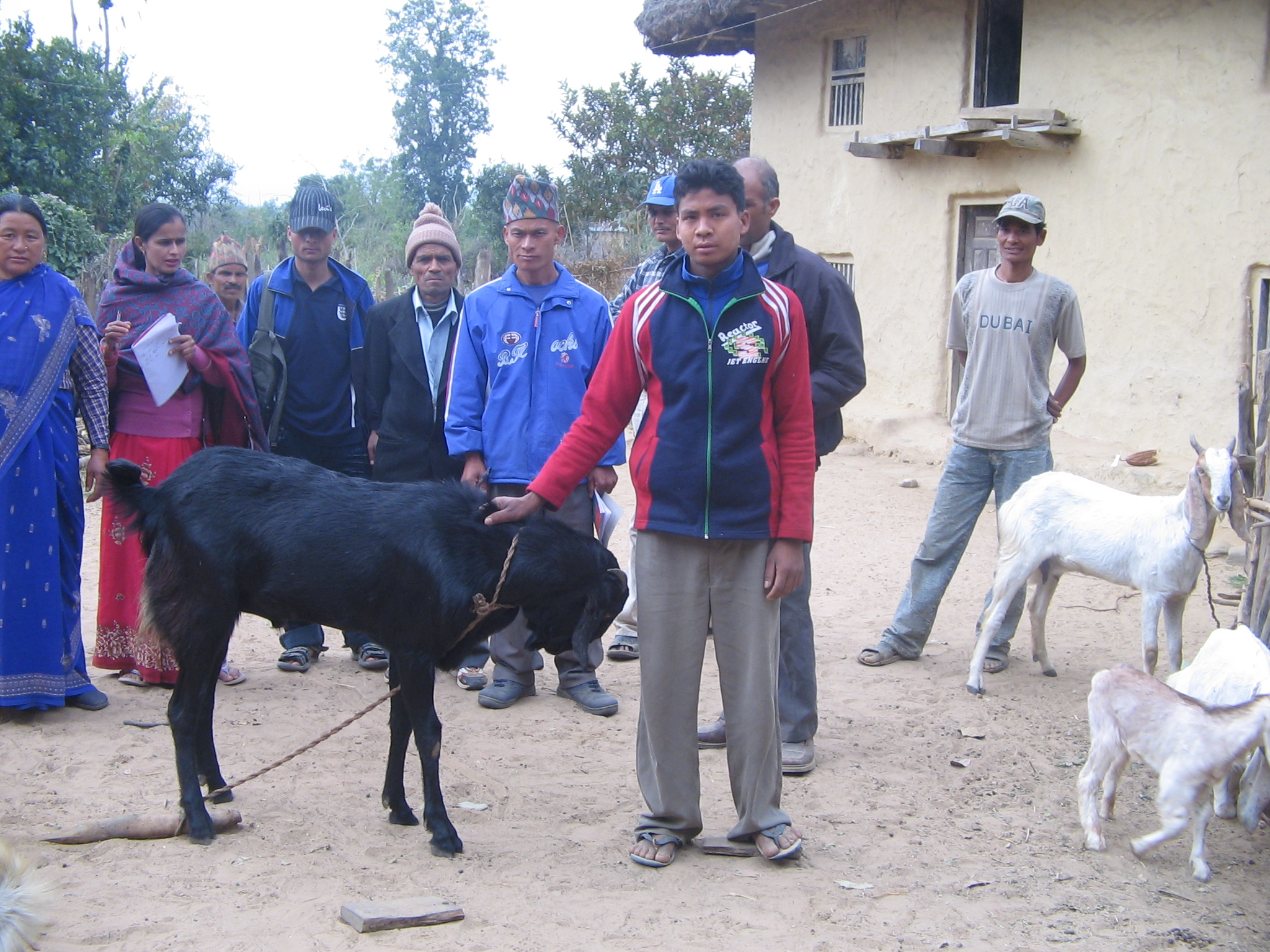 Local Commercial Goat Farming Program